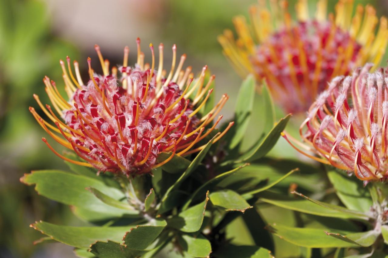 1月の誕生花と花言葉一覧【366日の誕生花と幸せの花言葉】（画像23）