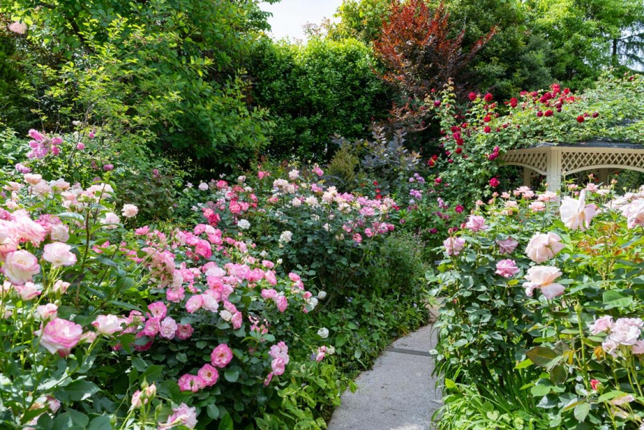 【ガーデニング】初めてのバラ栽培　苗はどこで買う？—初心者のバラ育てQ＆A（画像5）