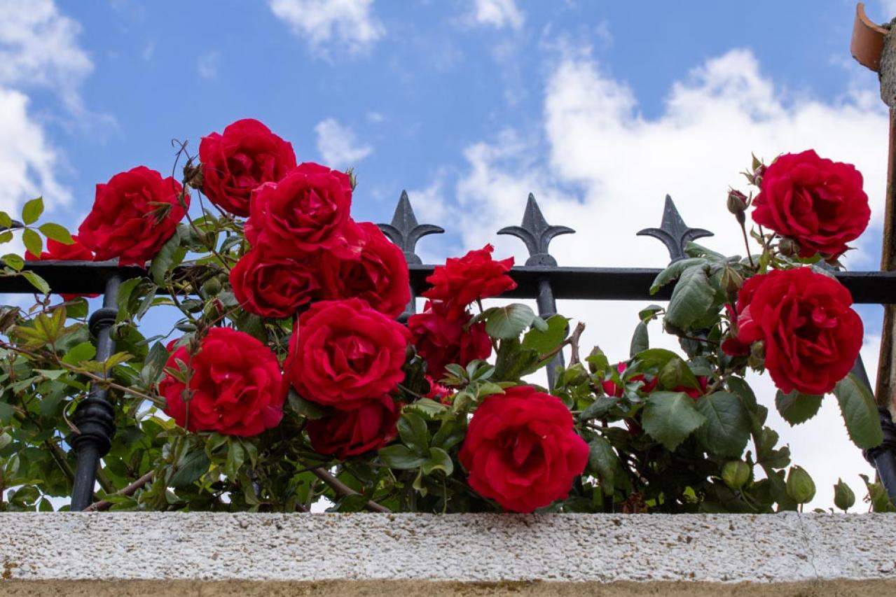 【ガーデニング】初めてのバラ栽培　苗はどこで買う？—初心者のバラ育てQ＆A（画像2）