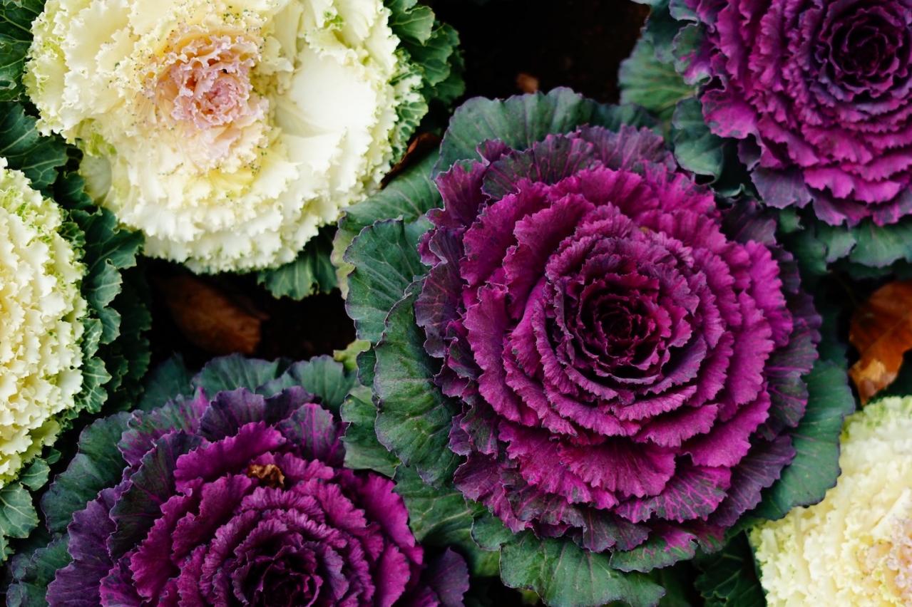 1月の誕生花と花言葉一覧【366日の誕生花と幸せの花言葉】（画像4）