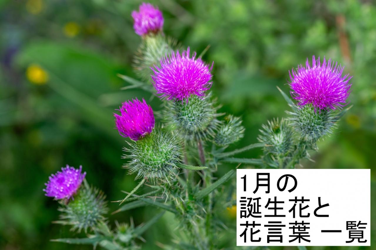 1月の誕生花と花言葉一覧【366日の誕生花と幸せの花言葉】