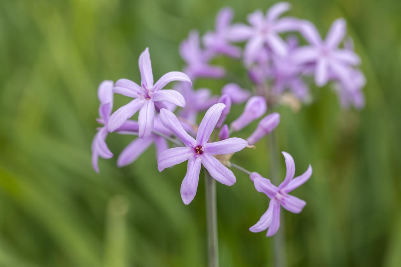 1月の誕生花と花言葉一覧【366日の誕生花と幸せの花言葉】（画像32）