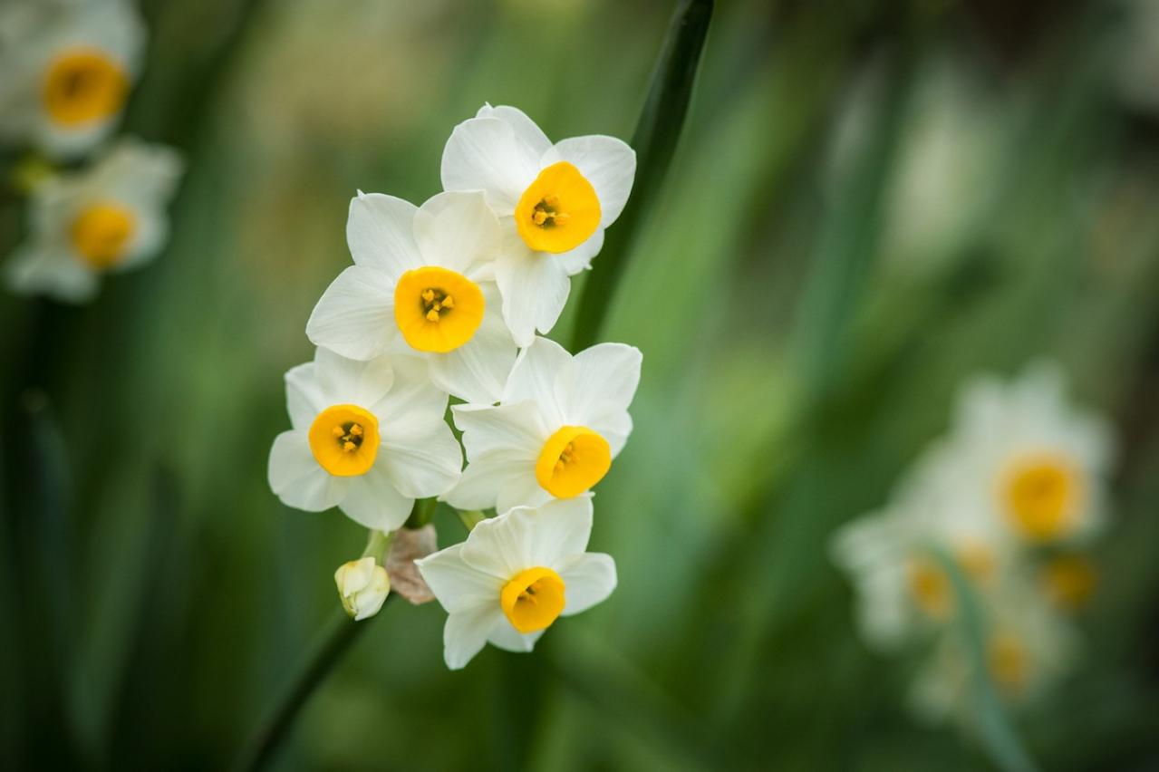 1月の誕生花と花言葉一覧【366日の誕生花と幸せの花言葉】（画像5）
