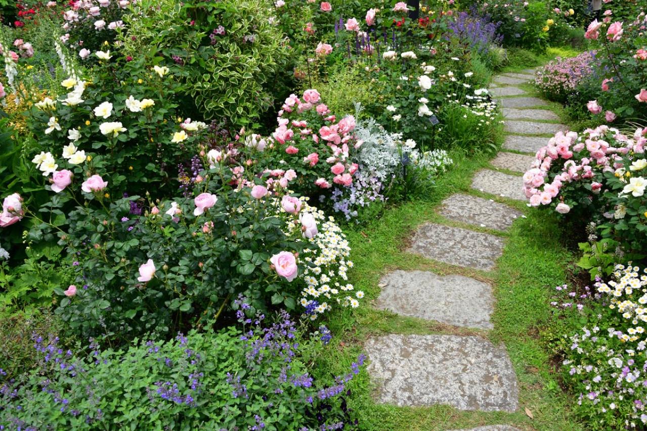 【ガーデニング】初めてのバラ栽培　苗はどこで買う？—初心者のバラ育てQ＆A