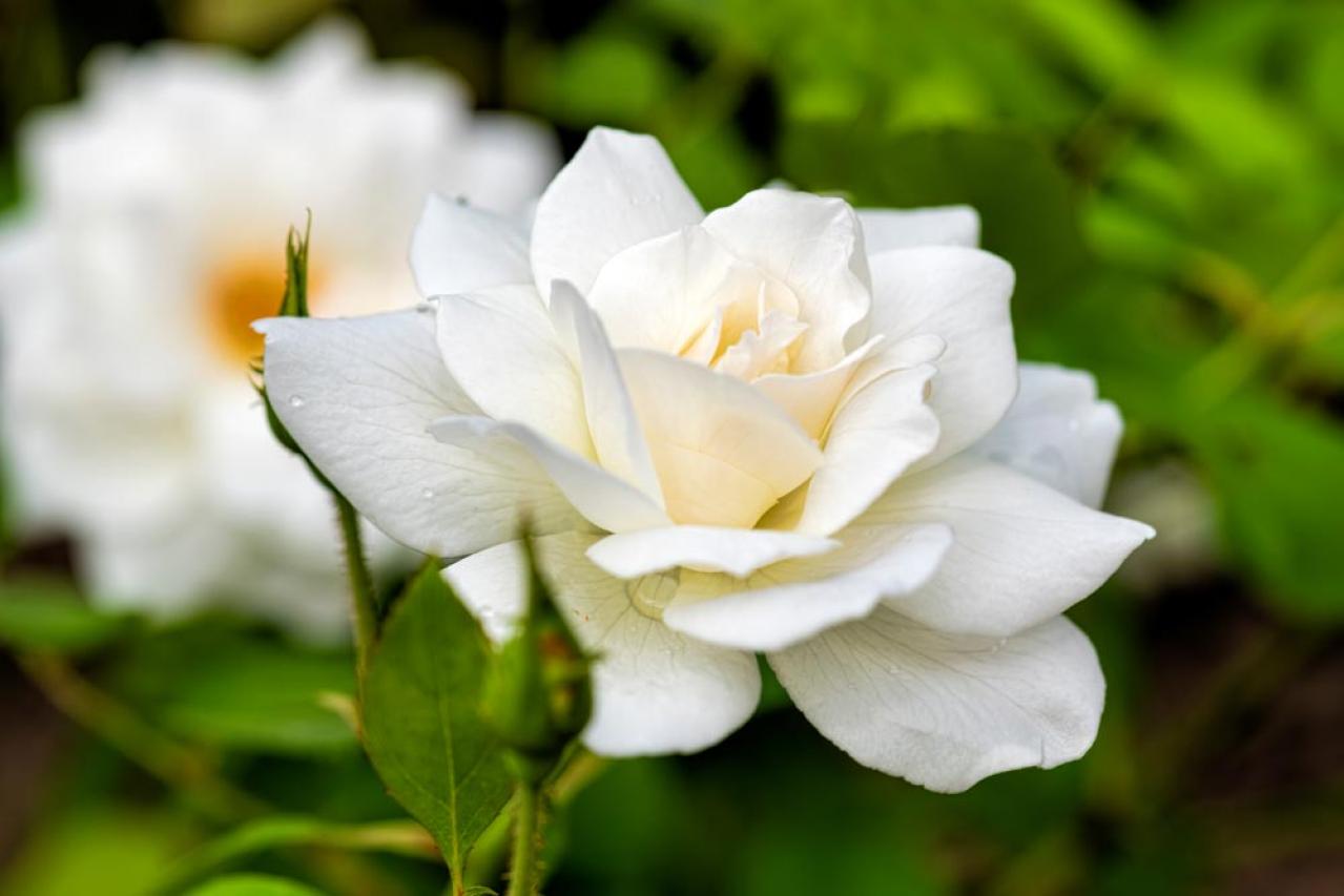 【ガーデニング】初めてのバラ栽培　苗はどこで買う？—初心者のバラ育てQ＆A（画像6）