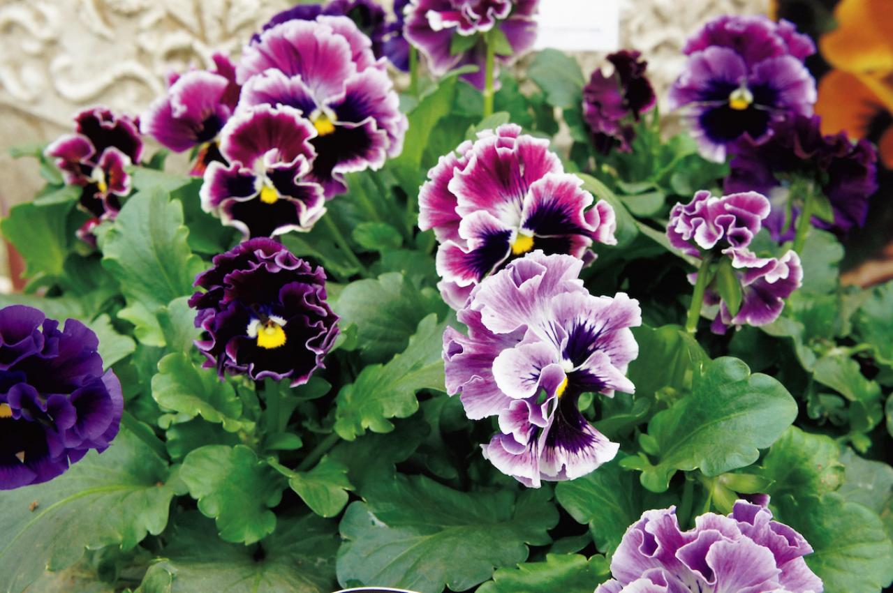 1月の誕生花と花言葉一覧【366日の誕生花と幸せの花言葉】（画像18）