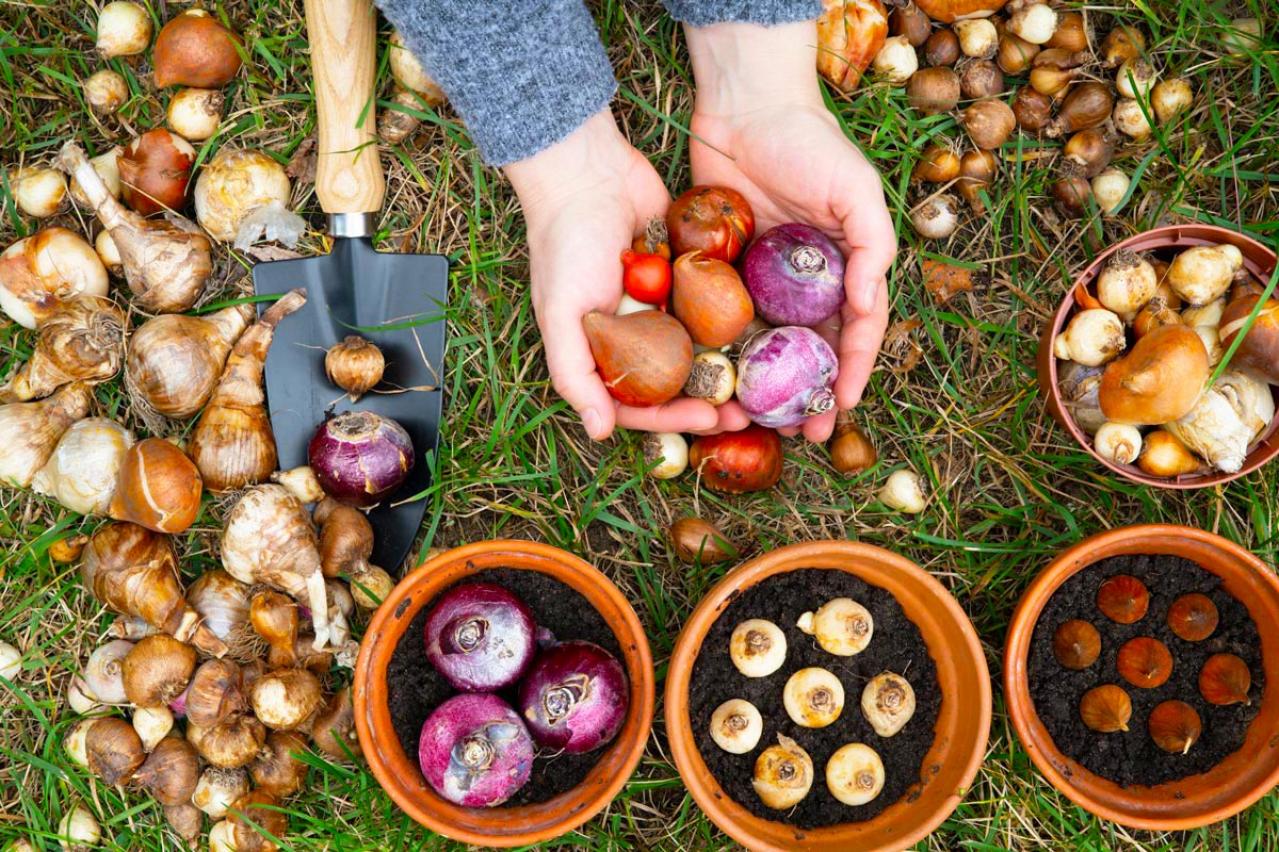 【ガーデニング】植えつけは今！春に咲かせる一年草・球根・宿根草