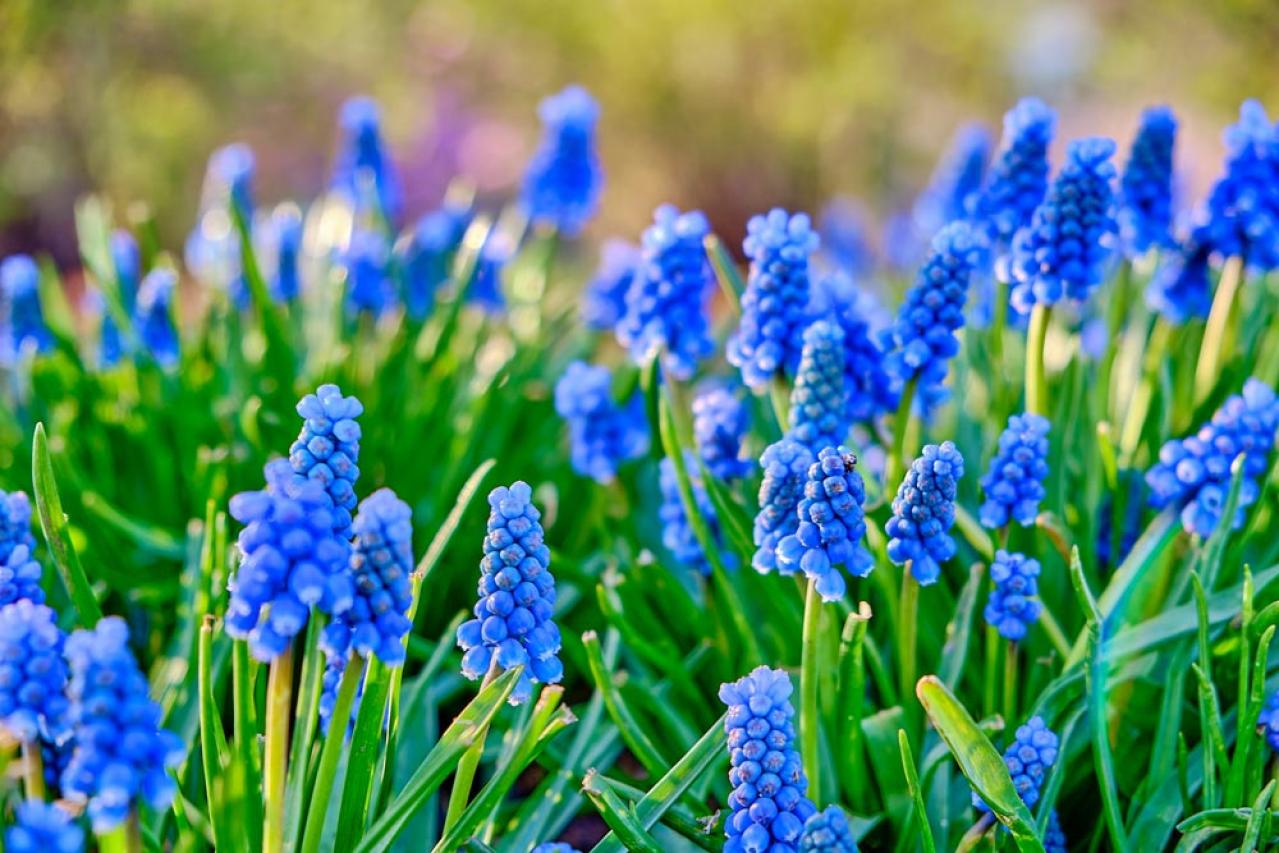 【ガーデニング】植えっぱなしOKの小球根【8選】パンジー＆ビオラと相性ぴったり！（画像13）