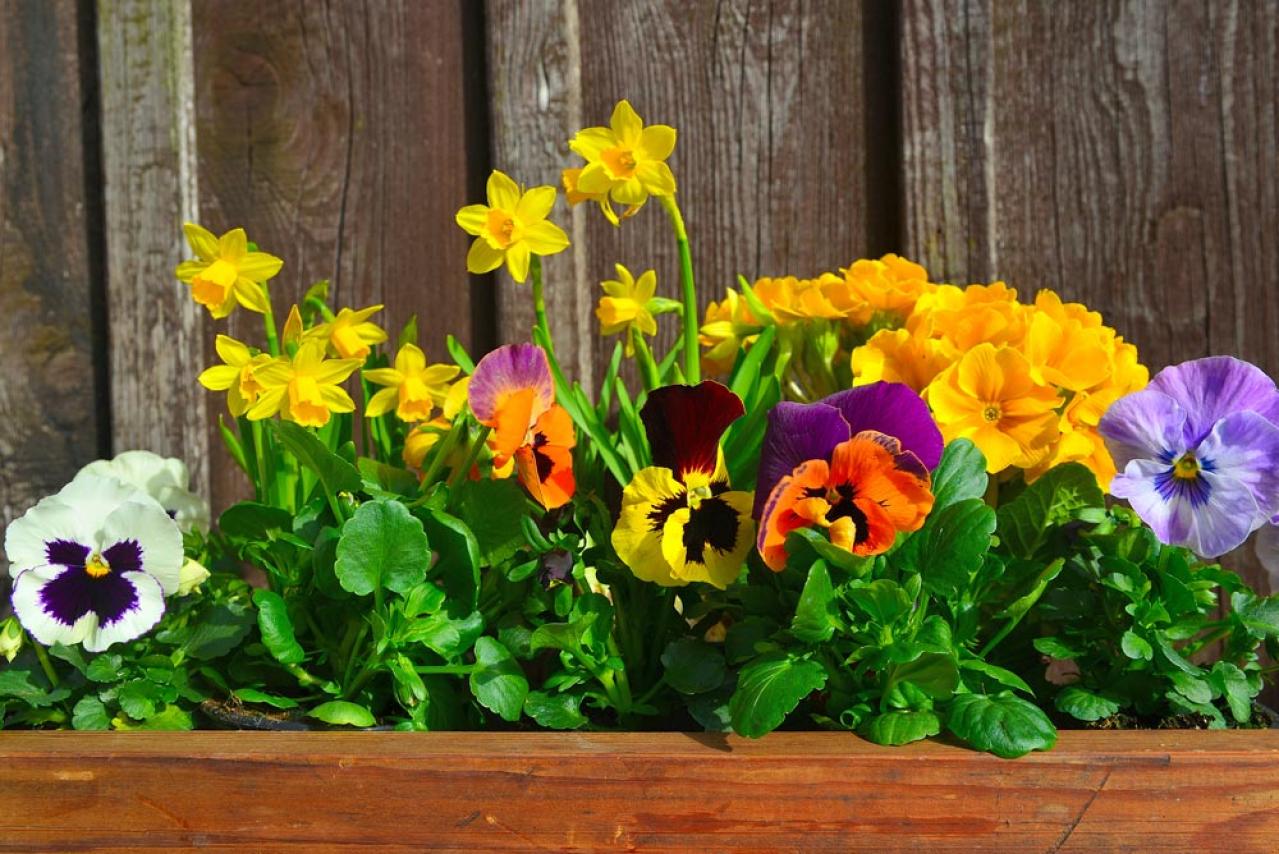【ガーデニング】植えっぱなしOKの小球根【8選】パンジー＆ビオラと相性ぴったり！（画像2）