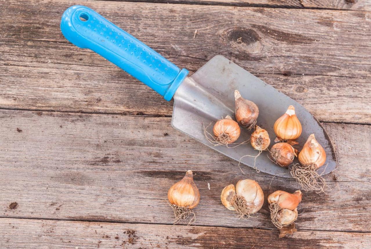 【ガーデニング】植えっぱなしOKの小球根【8選】パンジー＆ビオラと相性ぴったり！（画像14）