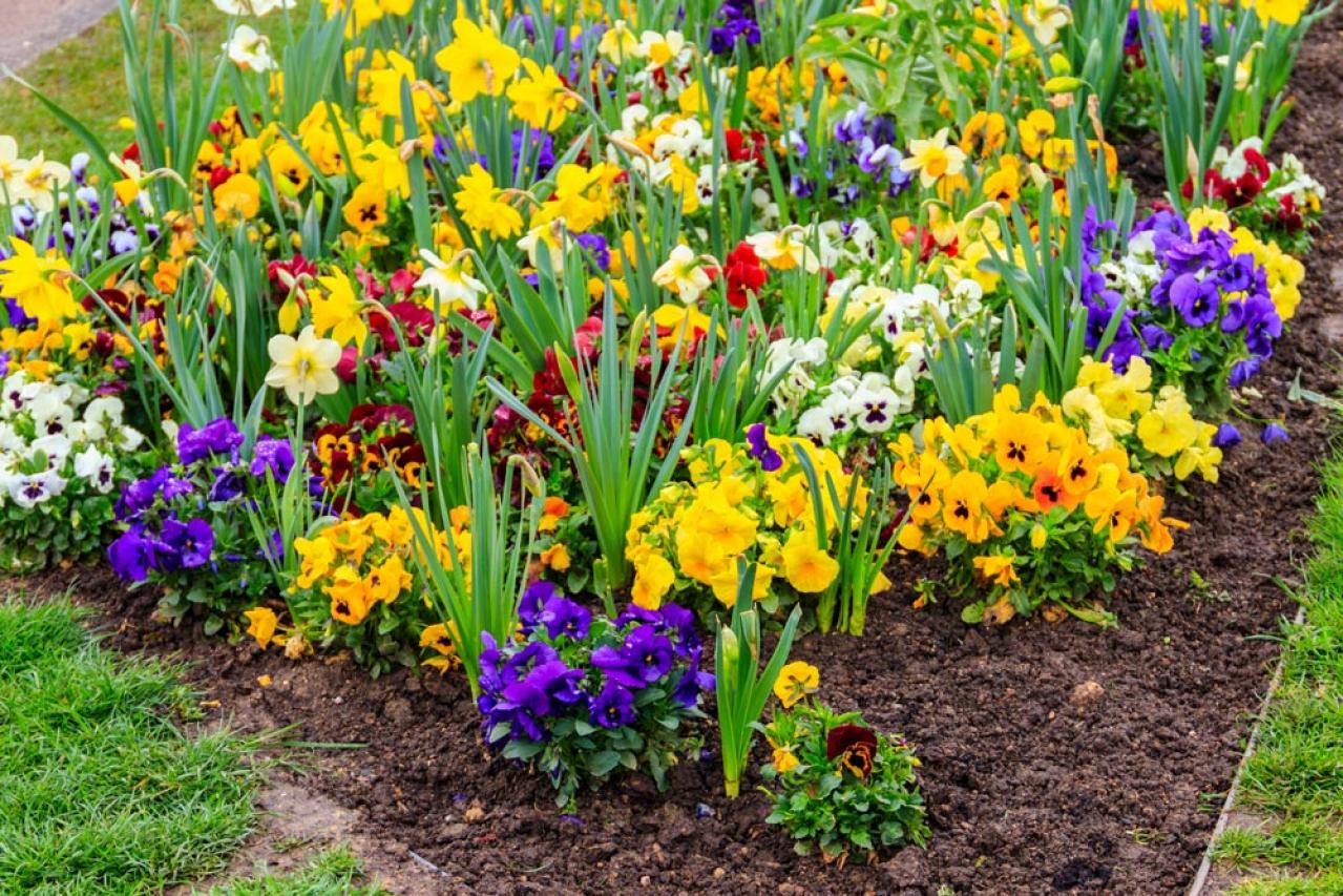 【ガーデニング】植えっぱなしOKの小球根【8選】パンジー＆ビオラと相性ぴったり！（画像3）