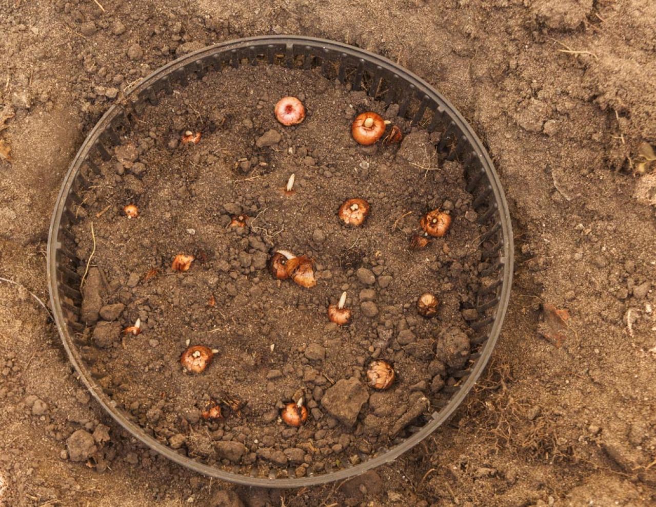 【ガーデニング】植えっぱなしOKの小球根【8選】パンジー＆ビオラと相性ぴったり！（画像16）