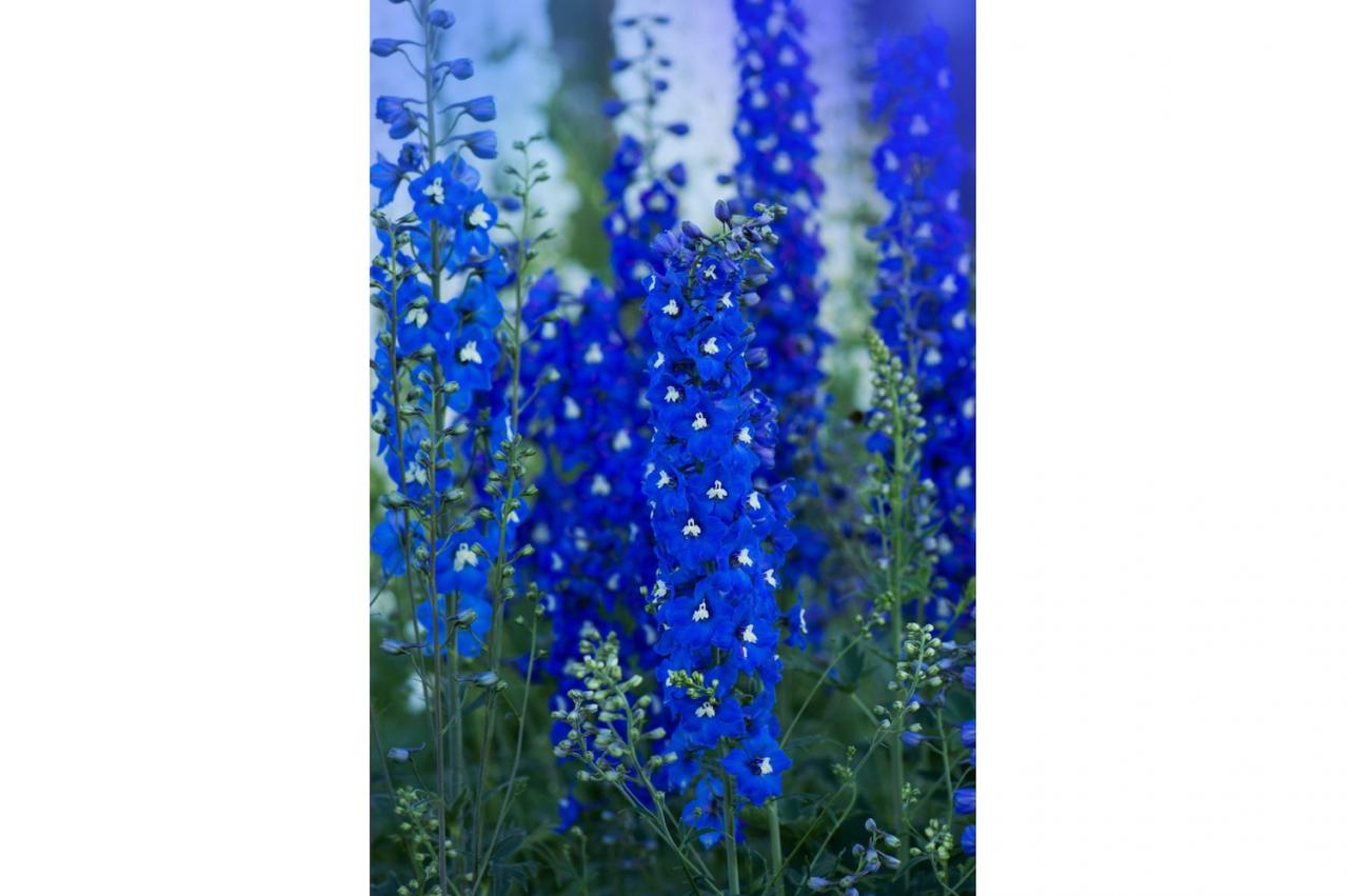 11月14日の花とは？【366日の誕生花と幸せの花言葉】