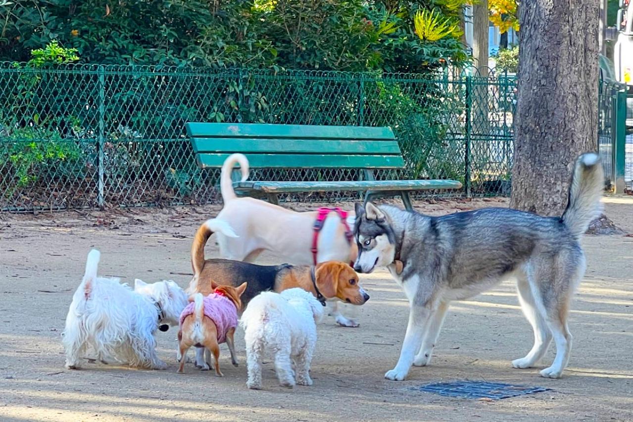 パリの名物といえば道に落ちた犬の…そんなかつての不名誉なイメージを挽回⁉︎ フランスのペットお迎え事情