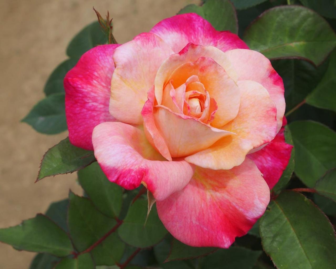 初心者でも楽しめる秋バラの魅力！長く咲かせる方法と病害虫対策を解説【ガーデニング】（画像3）