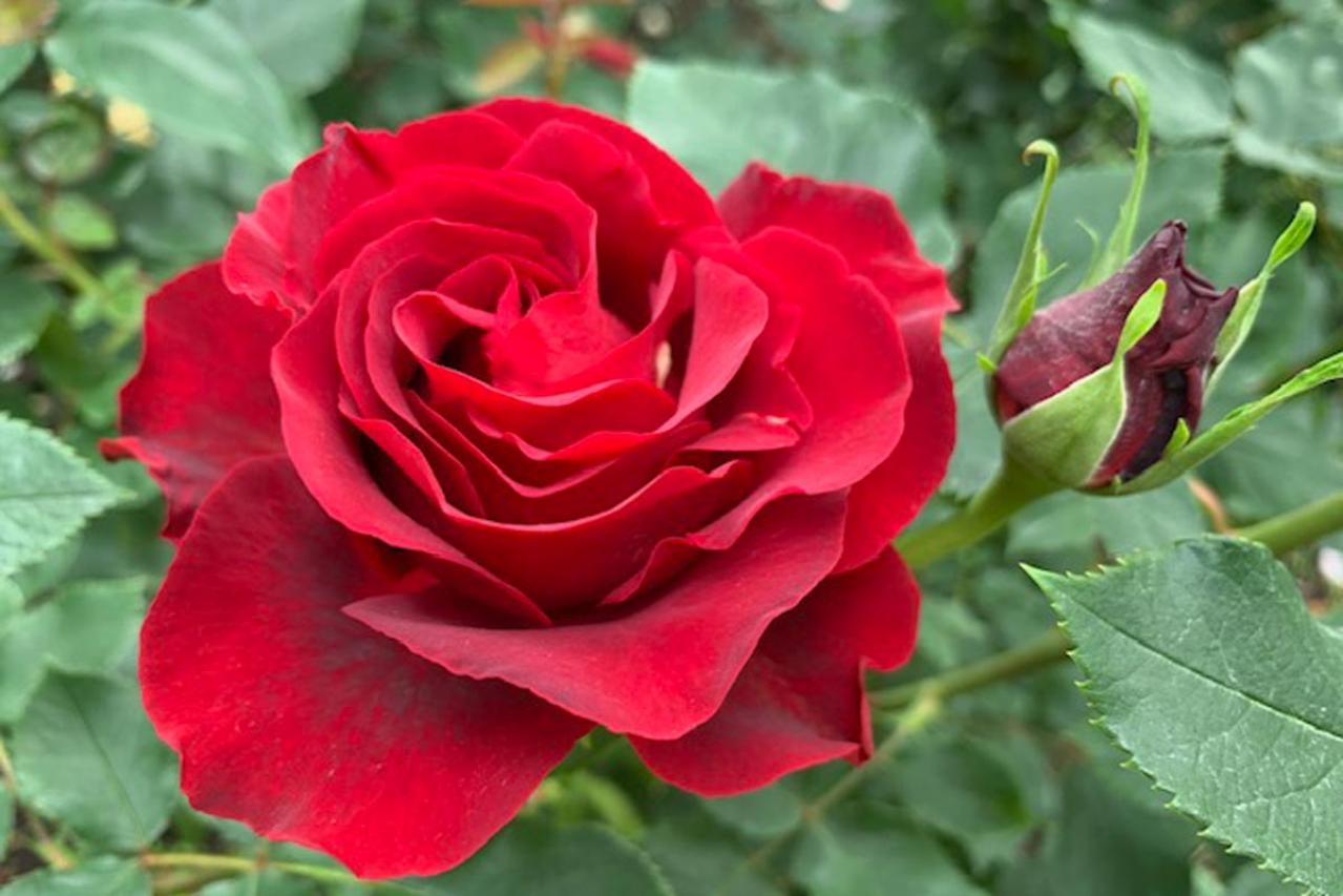 初心者でも楽しめる秋バラの魅力！長く咲かせる方法と病害虫対策を解説【ガーデニング】