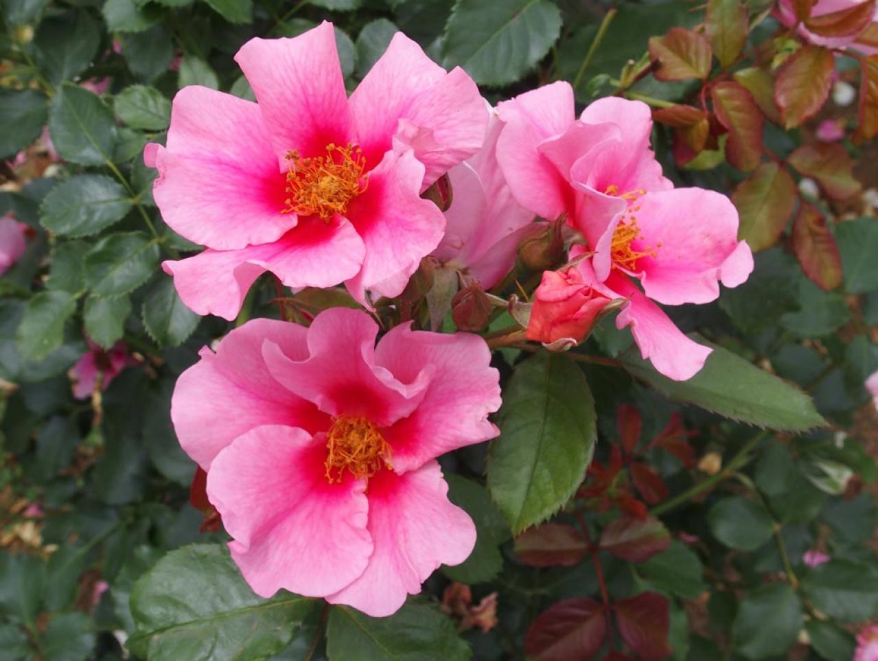 初心者でも楽しめる秋バラの魅力！長く咲かせる方法と病害虫対策を解説【ガーデニング】（画像5）