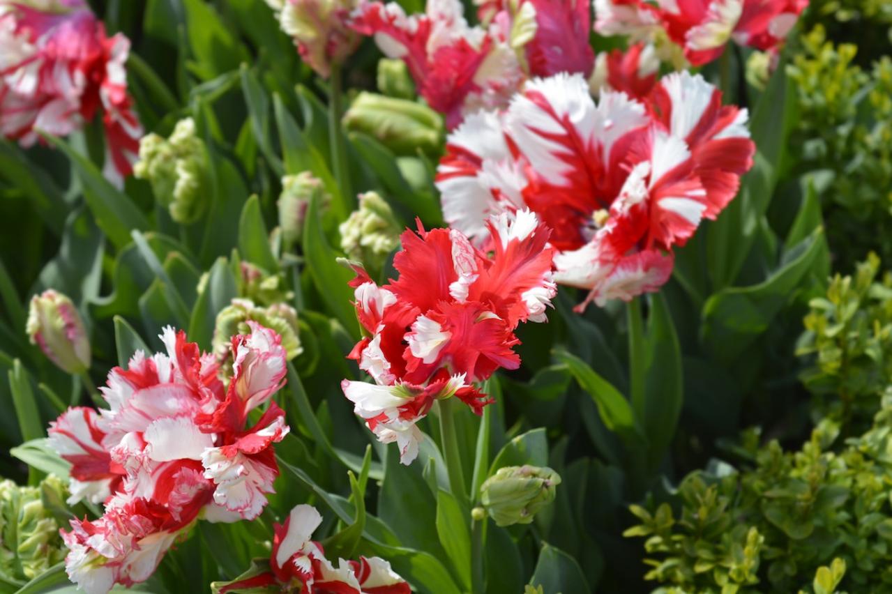 2月の誕生花と花言葉一覧【366日の誕生花と幸せの花言葉】（画像17）