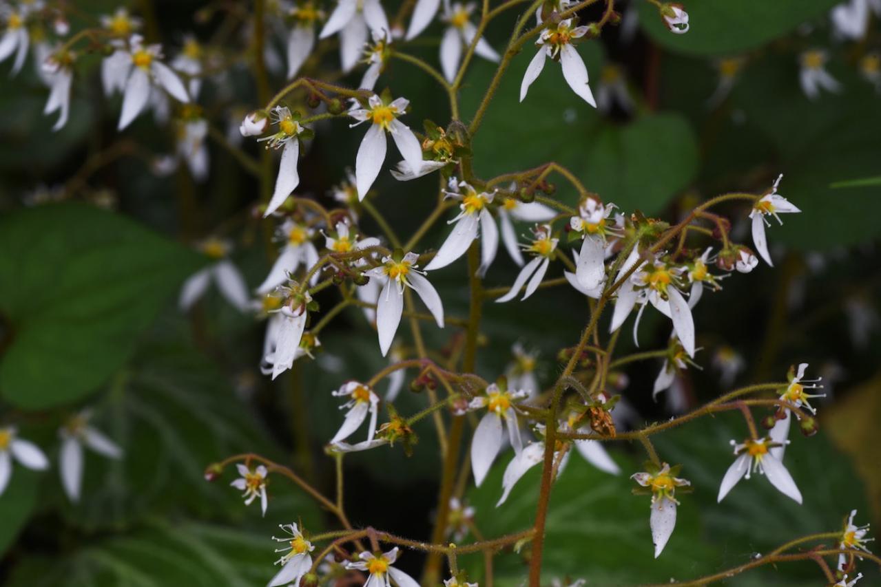 2月の誕生花と花言葉一覧【366日の誕生花と幸せの花言葉】（画像10）