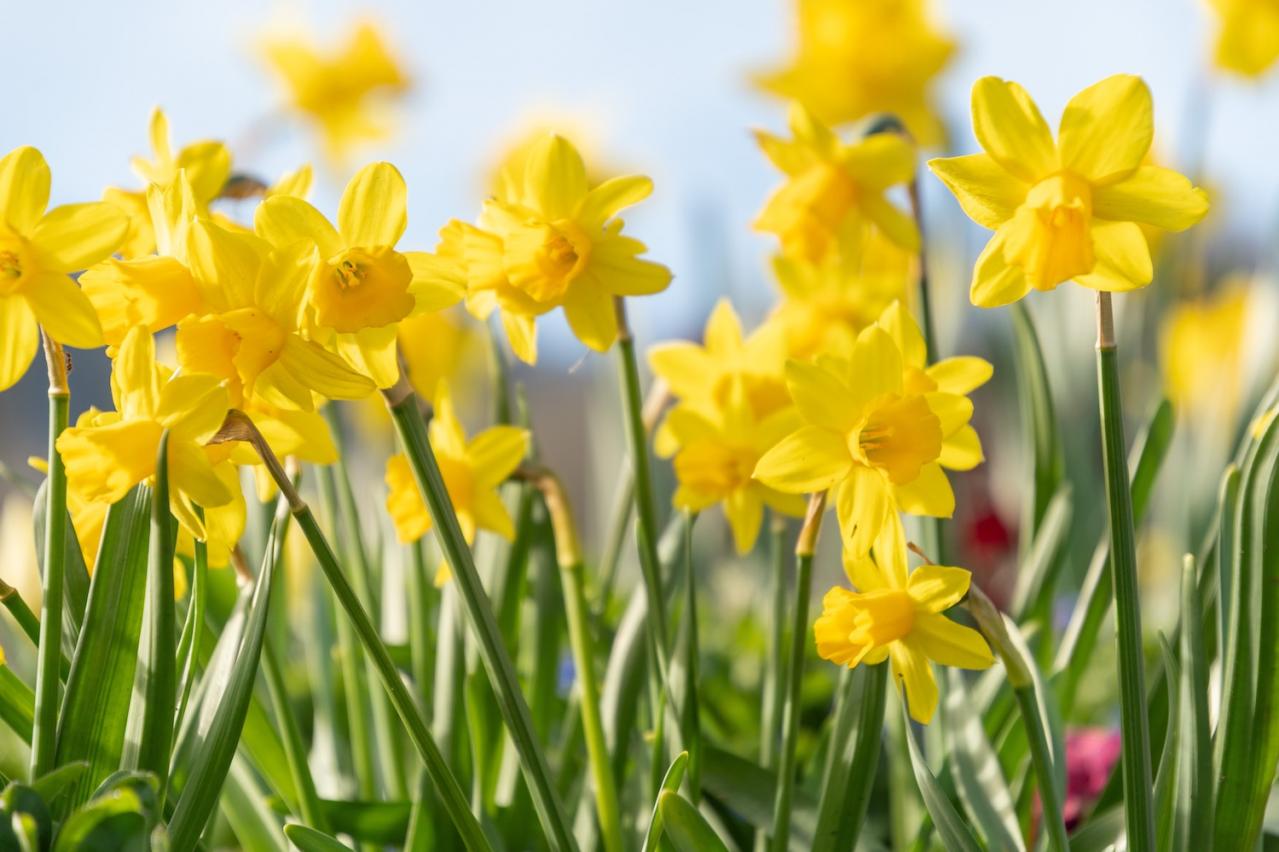 2月の誕生花と花言葉一覧【366日の誕生花と幸せの花言葉】（画像2）