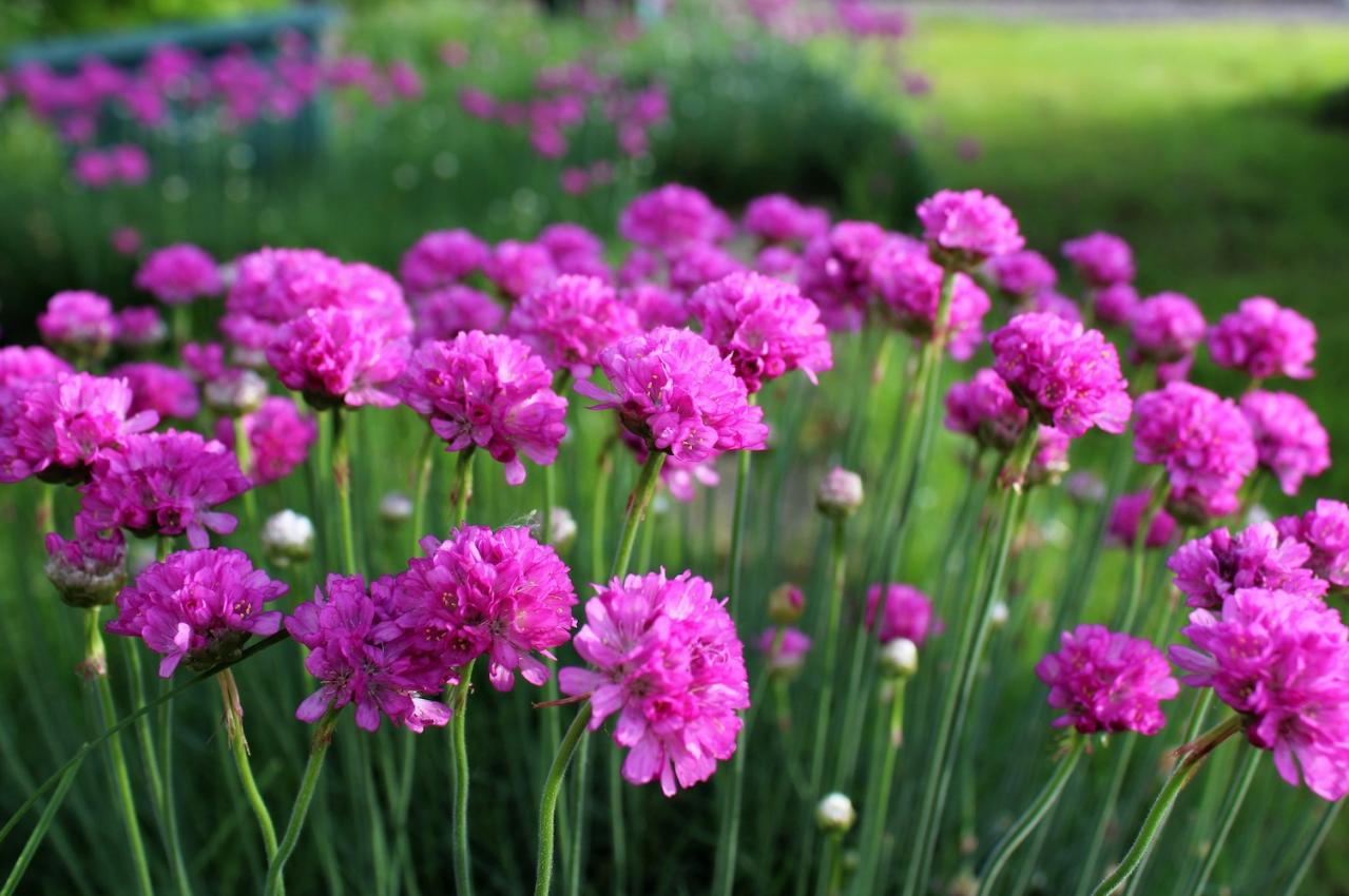 2月の誕生花と花言葉一覧【366日の誕生花と幸せの花言葉】（画像15）