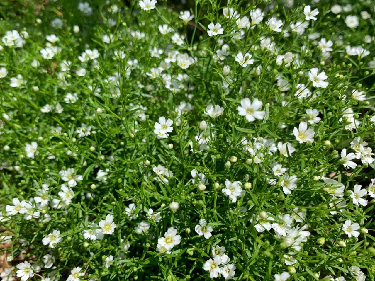 冬の庭が寂しくならない！常緑性のリーフプランツ［8選］【ガーデニング】（画像7）