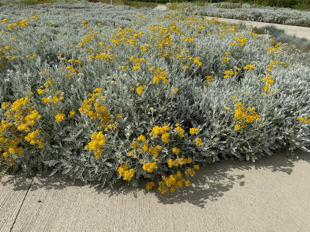 冬の庭が寂しくならない！常緑性のリーフプランツ［8選］【ガーデニング】（画像13）