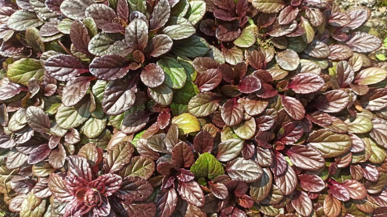 冬の庭が寂しくならない！常緑性のリーフプランツ［8選］【ガーデニング】（画像4）