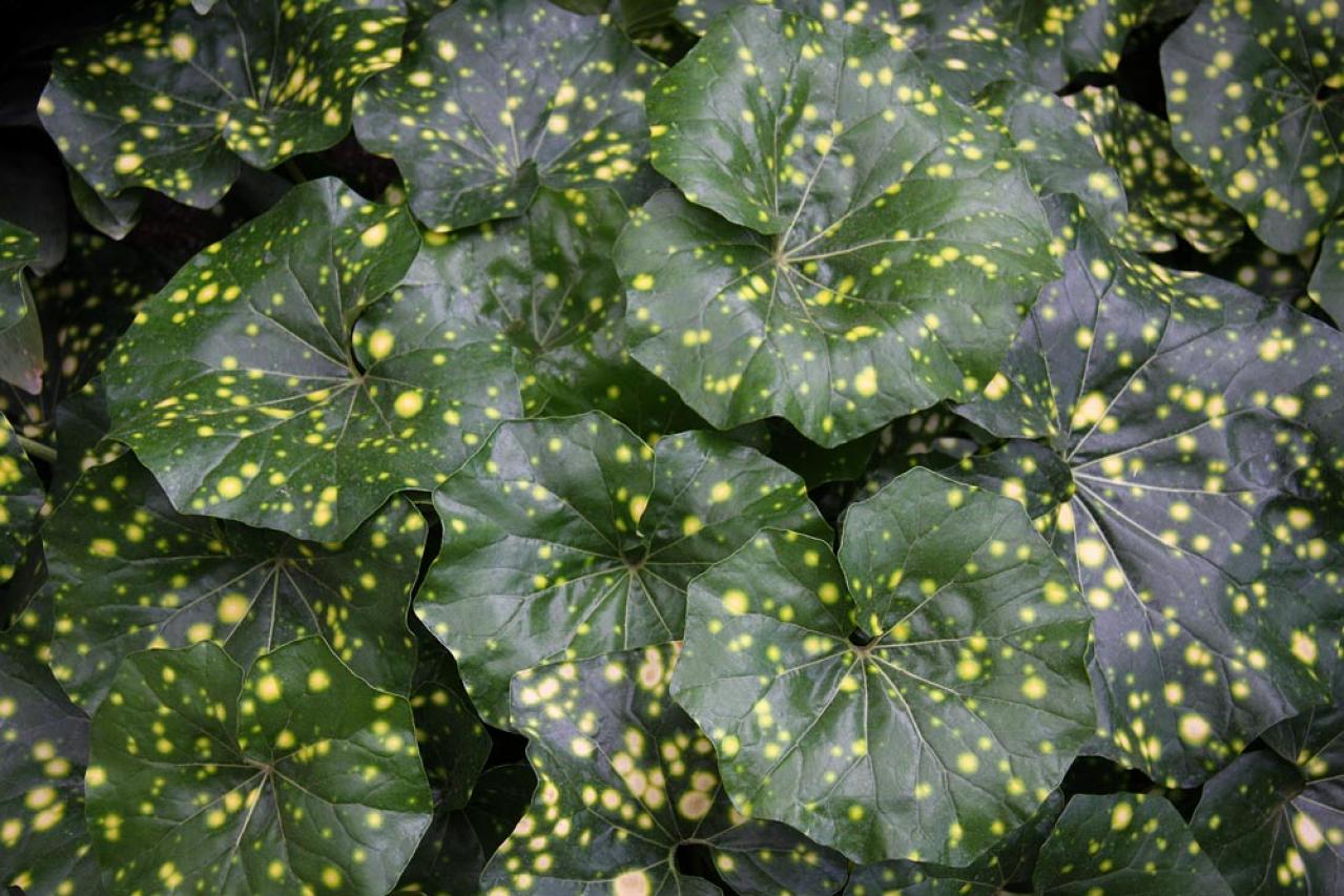 冬の庭が寂しくならない！常緑性のリーフプランツ［8選］【ガーデニング】（画像17）