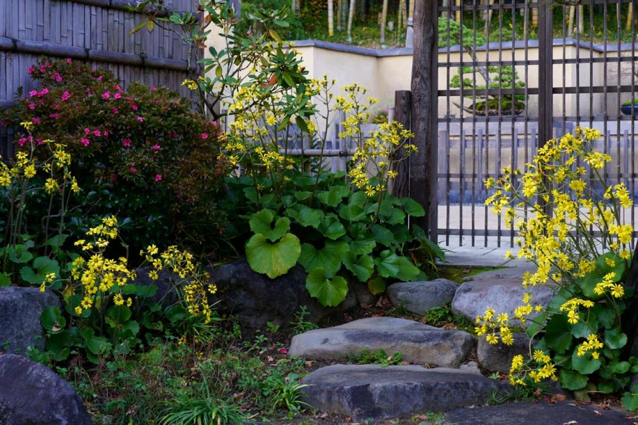 冬の庭が寂しくならない！常緑性のリーフプランツ［8選］【ガーデニング】（画像18）