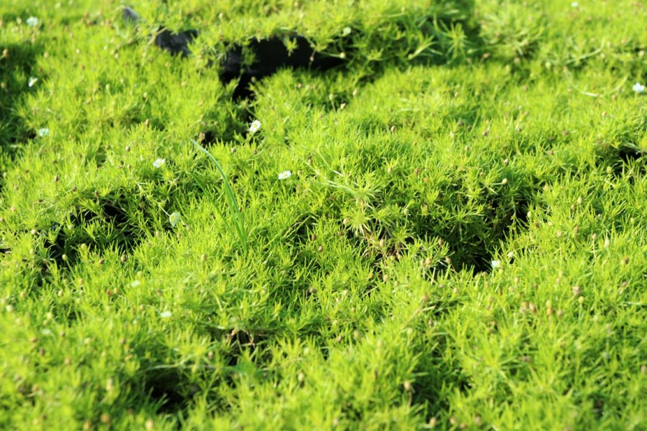 冬の庭が寂しくならない！常緑性のリーフプランツ［8選］【ガーデニング】（画像6）