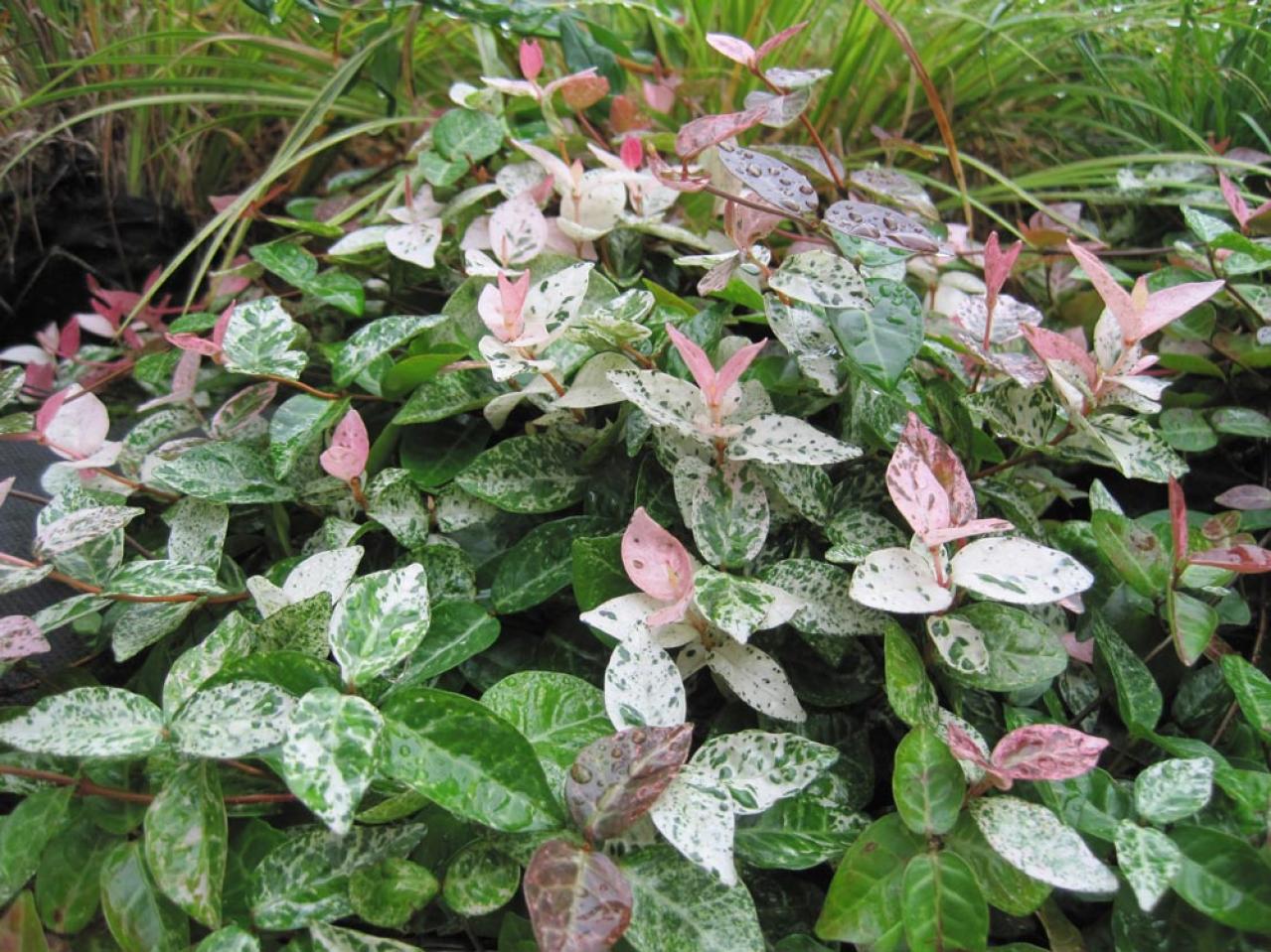 冬の庭が寂しくならない！常緑性のリーフプランツ［8選］【ガーデニング】（画像10）