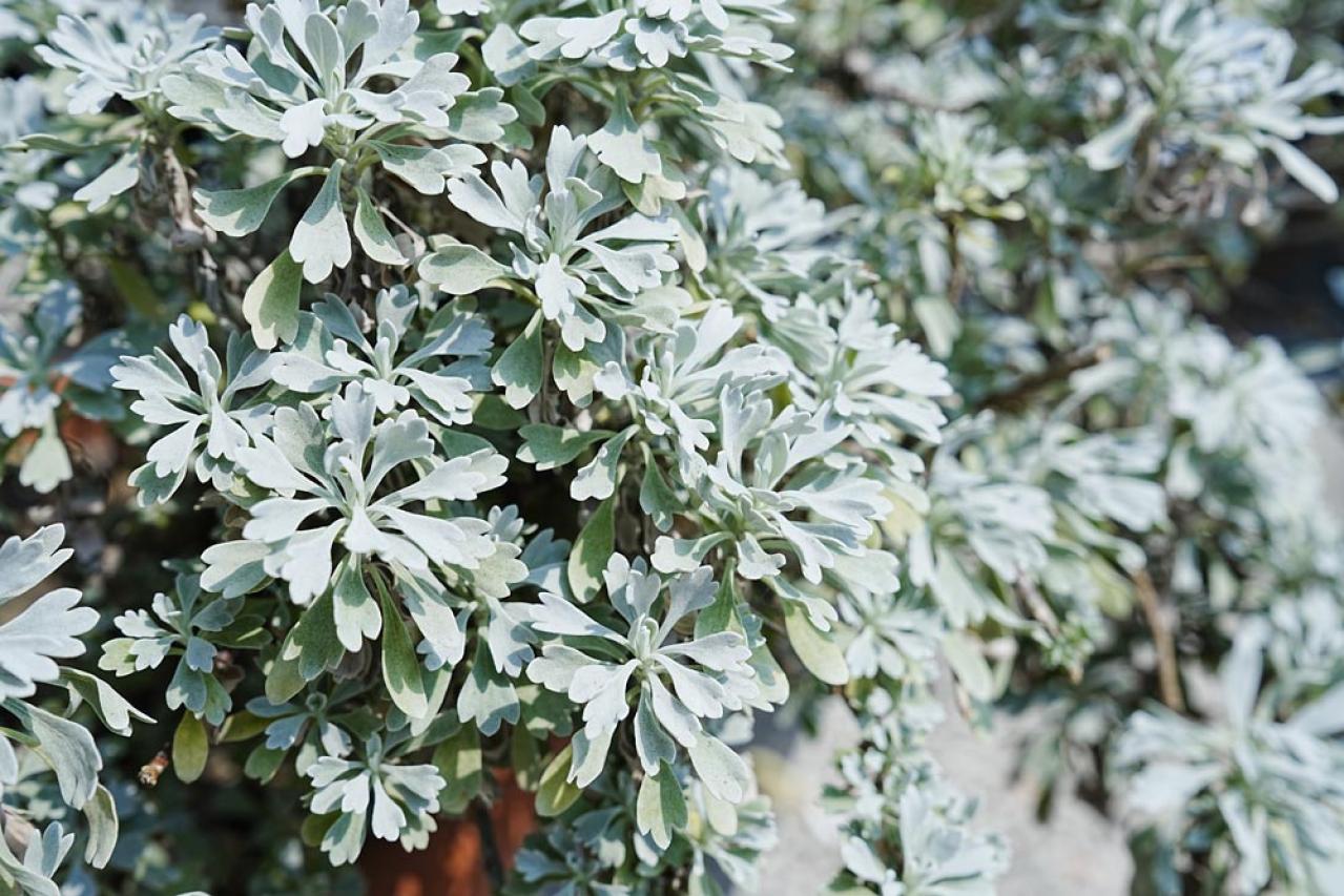 冬の庭が寂しくならない！常緑性のリーフプランツ［8選］【ガーデニング】（画像16）