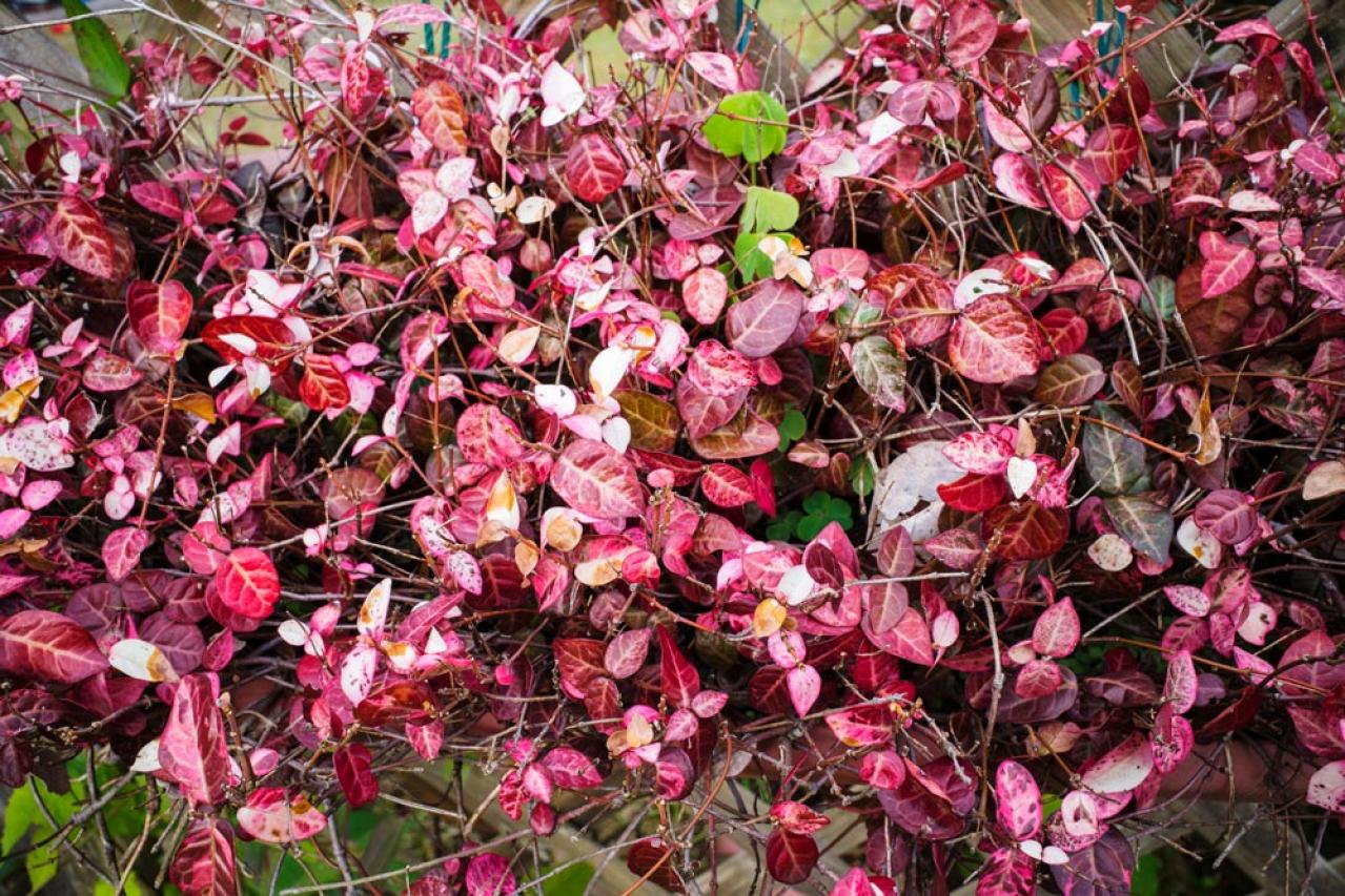 冬の庭が寂しくならない！常緑性のリーフプランツ［8選］【ガーデニング】（画像11）