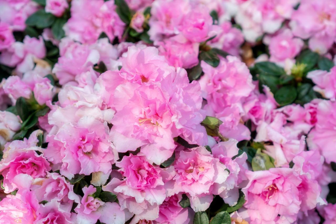 11月28日の花とは？【366日の誕生花と幸せの花言葉】