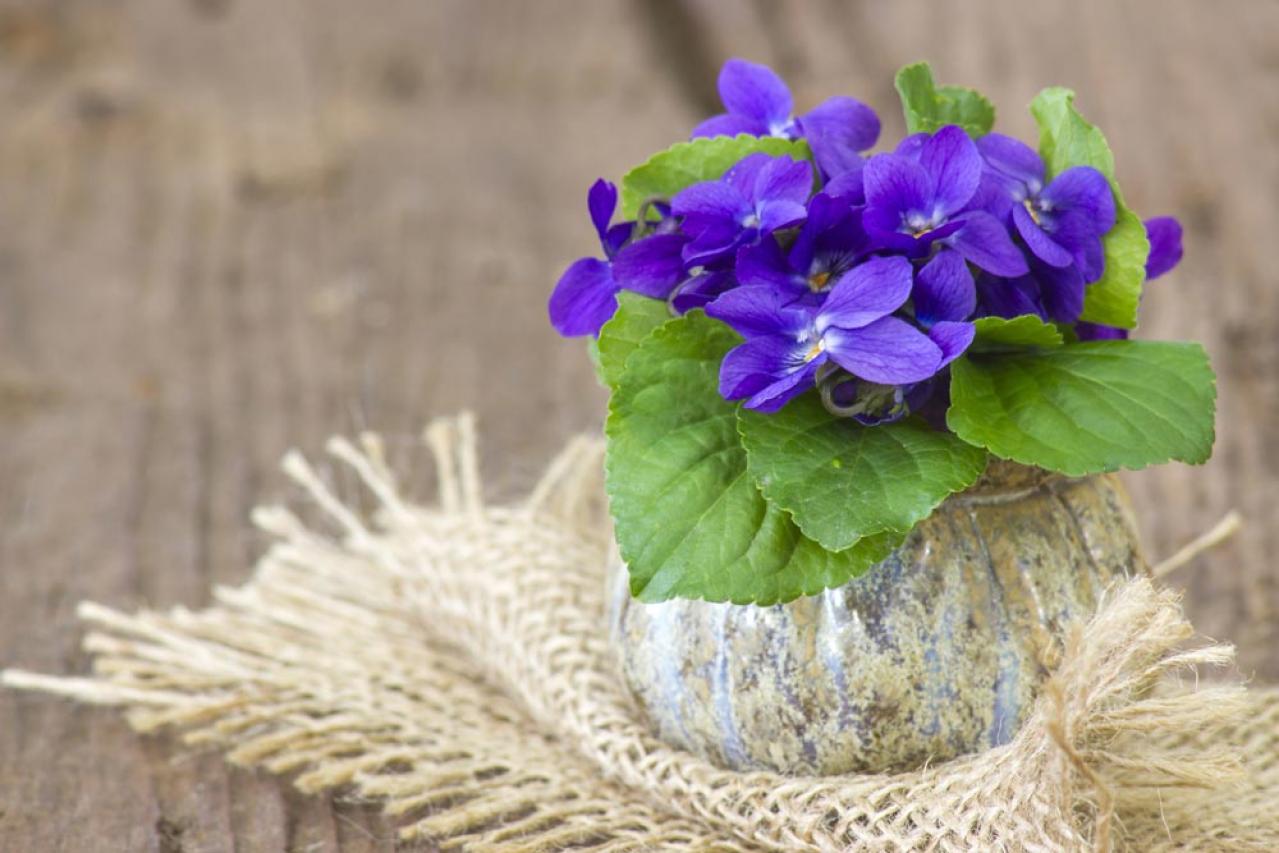 【ガーデニング】いつもと違うパンジー＆ビオラ　個性的に楽しむ４つのポイントとは？（画像12）