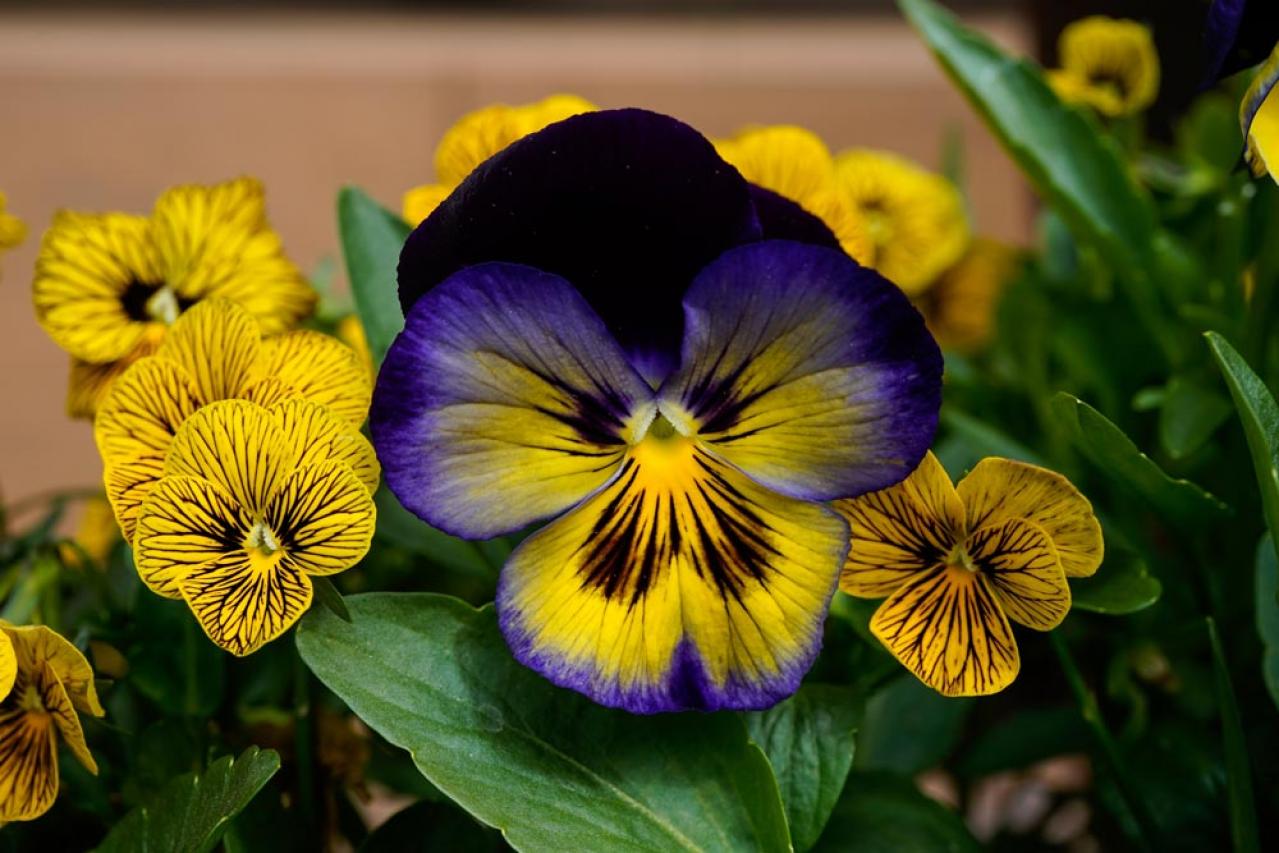 【ガーデニング】いつもと違うパンジー＆ビオラ　個性的に楽しむ４つのポイントとは？（画像2）