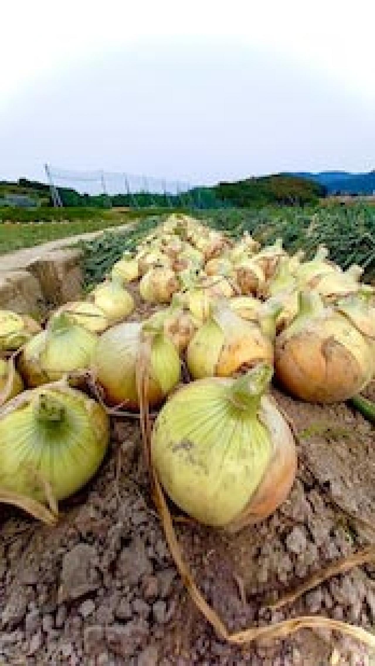 これは美味しい！唯一無二の極上野菜「れんこん」と「玉ねぎ」【料理家に人気のお取り寄せ】（画像5）