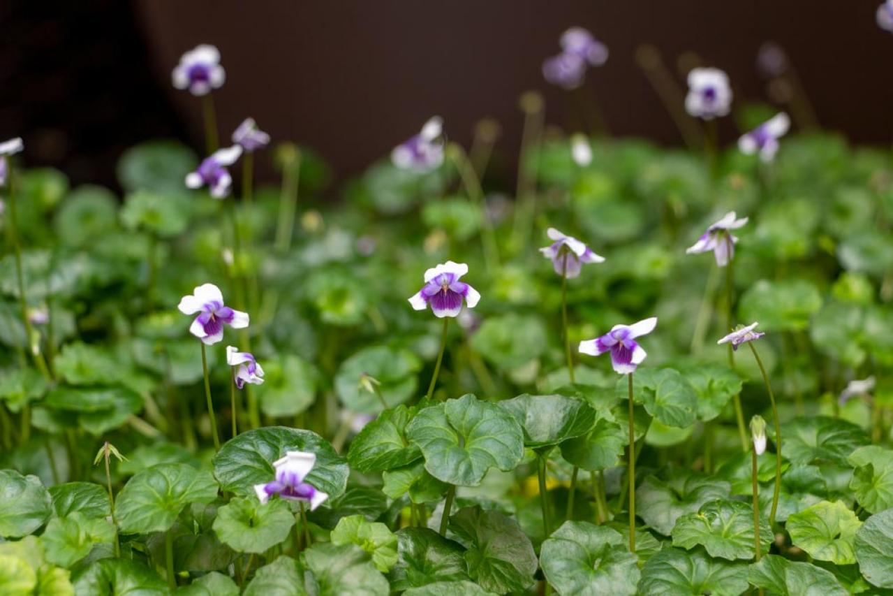 【ガーデニング】いつもと違うパンジー＆ビオラ　個性的に楽しむ４つのポイントとは？（画像13）