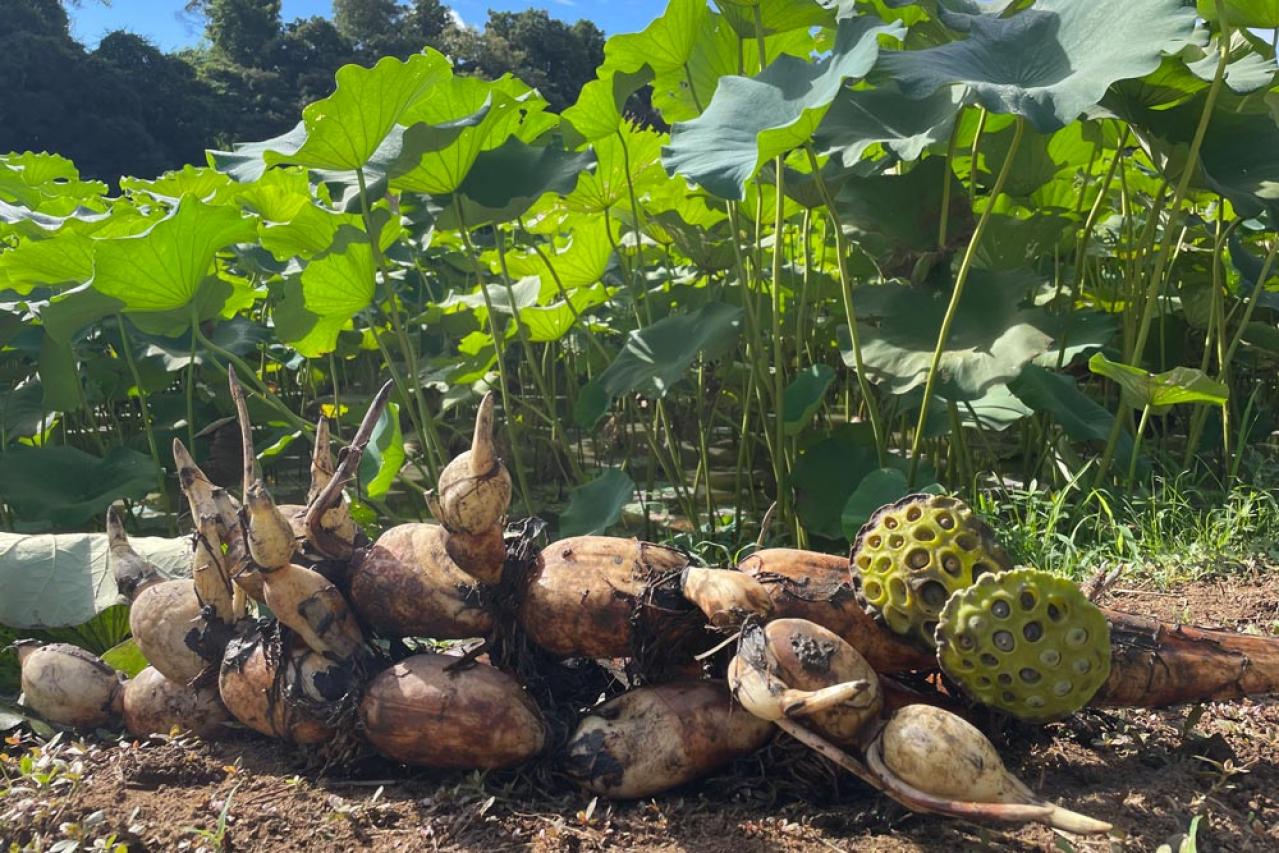 これは美味しい！唯一無二の極上野菜「れんこん」と「玉ねぎ」【料理家に人気のお取り寄せ】（画像3）