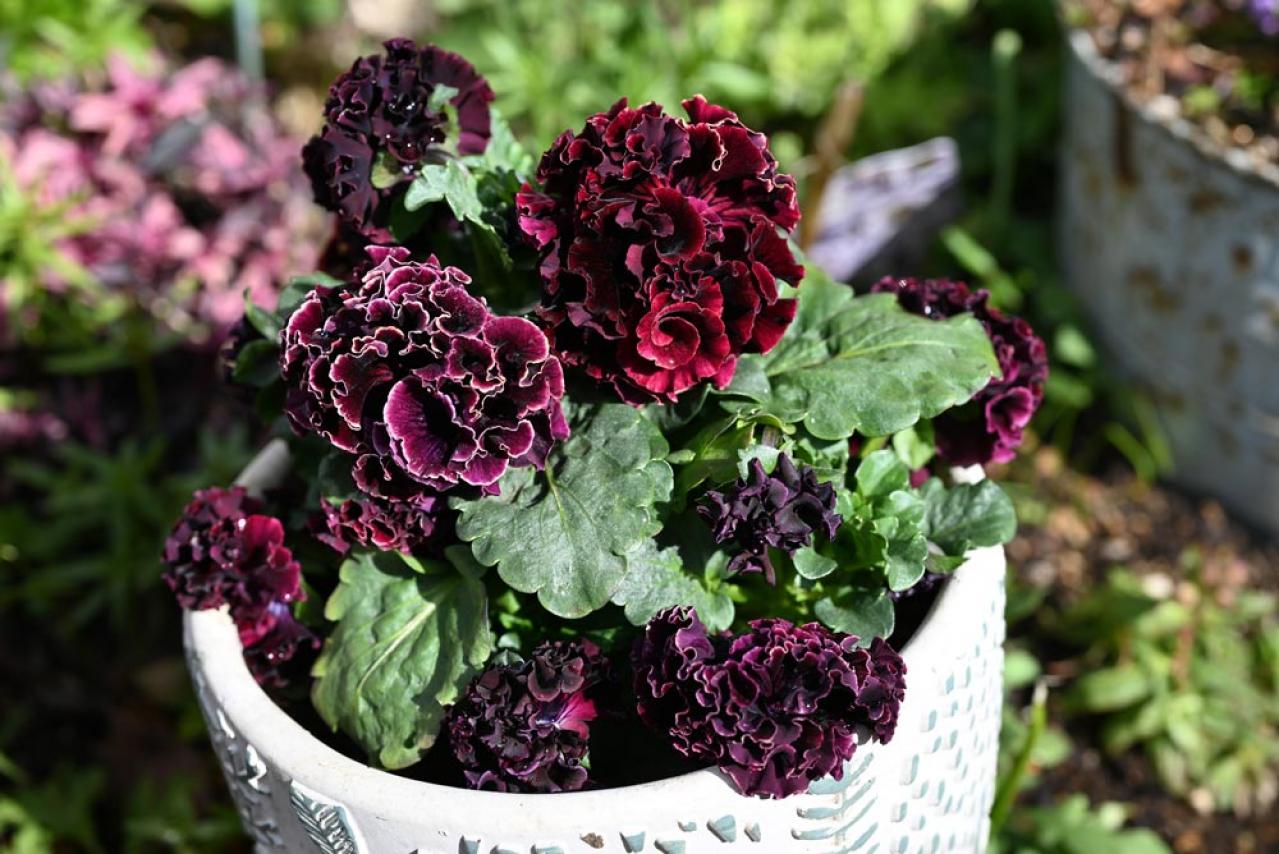 【ガーデニング】いつもと違うパンジー＆ビオラ　個性的に楽しむ４つのポイントとは？（画像9）