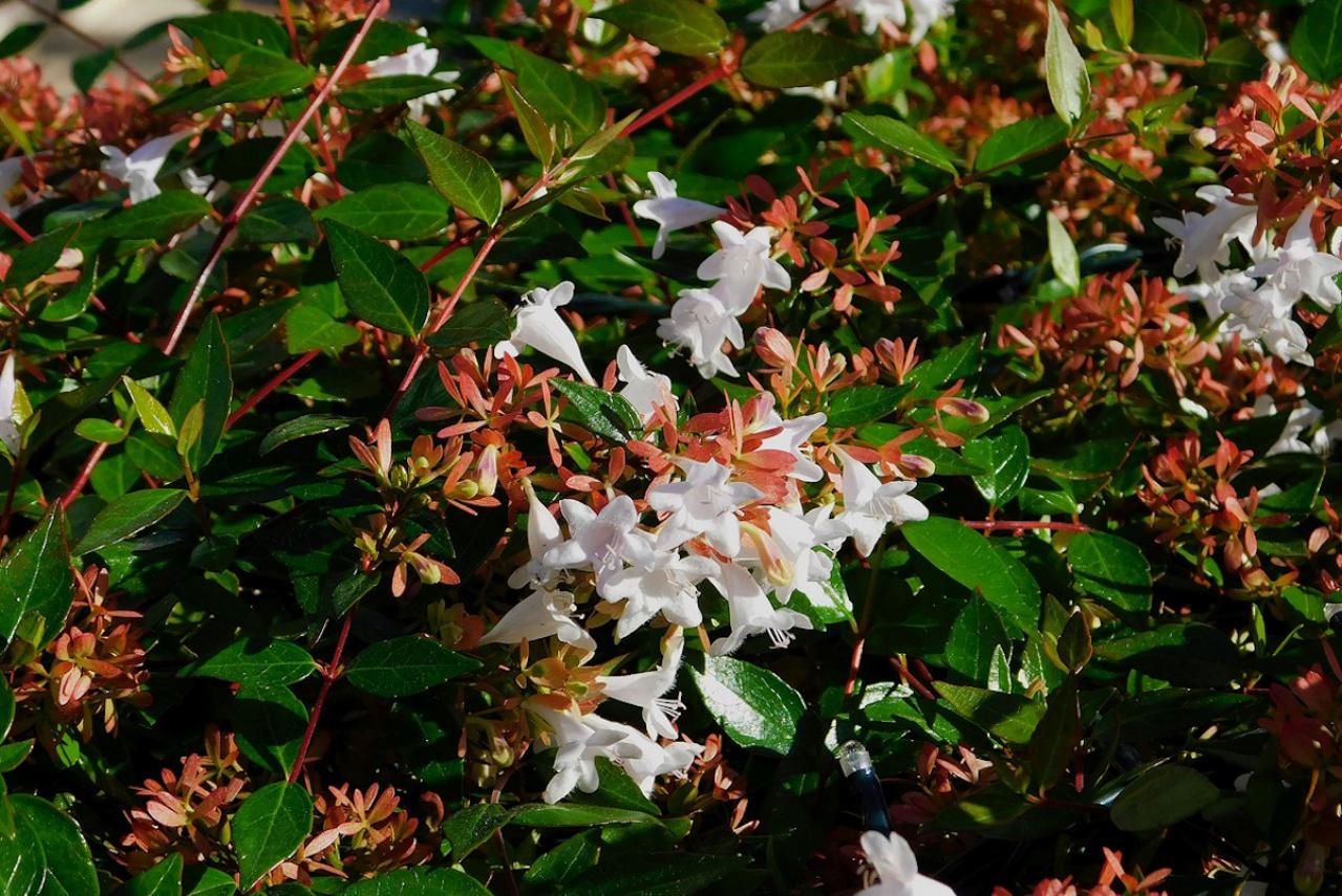 12月4日の花とは？【366日の誕生花と幸せの花言葉】