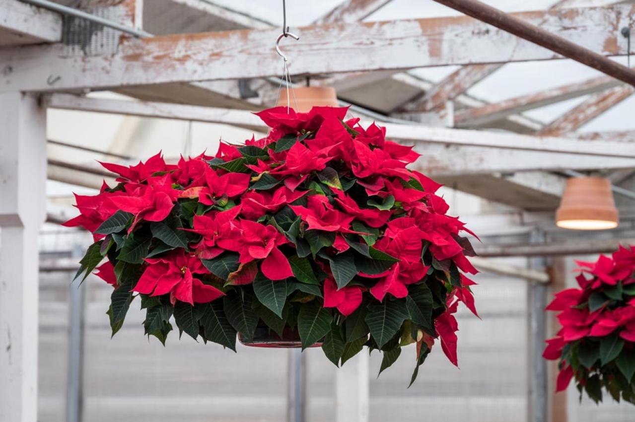 ポインセチア育成ガイド！来年も楽しめる簡単ケアと冬越しのポイント【ガーデニング】（画像7）