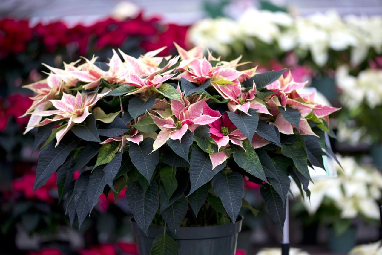 ポインセチア育成ガイド！来年も楽しめる簡単ケアと冬越しのポイント【ガーデニング】（画像3）