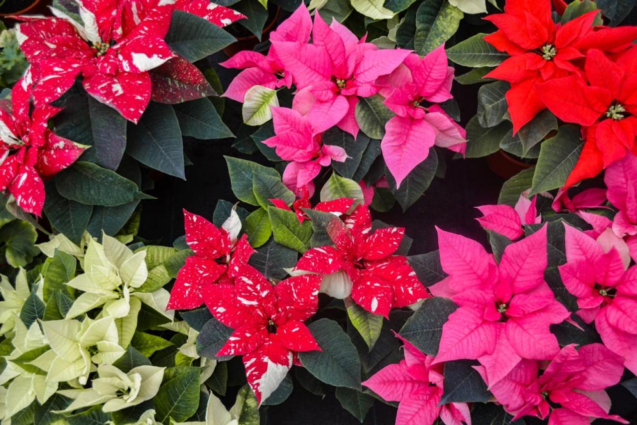 ポインセチア育成ガイド！来年も楽しめる簡単ケアと冬越しのポイント【ガーデニング】（画像2）