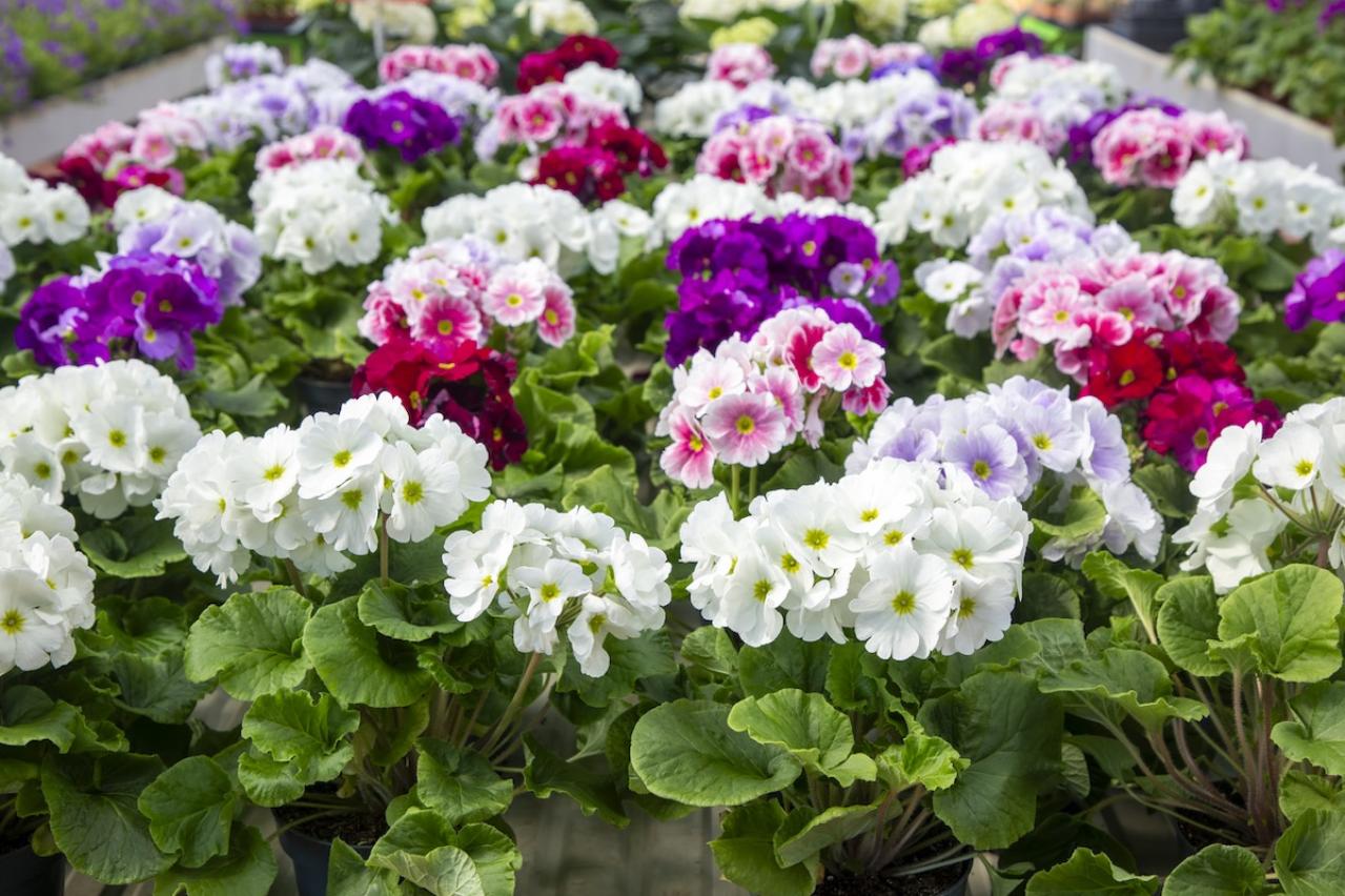 12月9日の花とは？【366日の誕生花と幸せの花言葉】