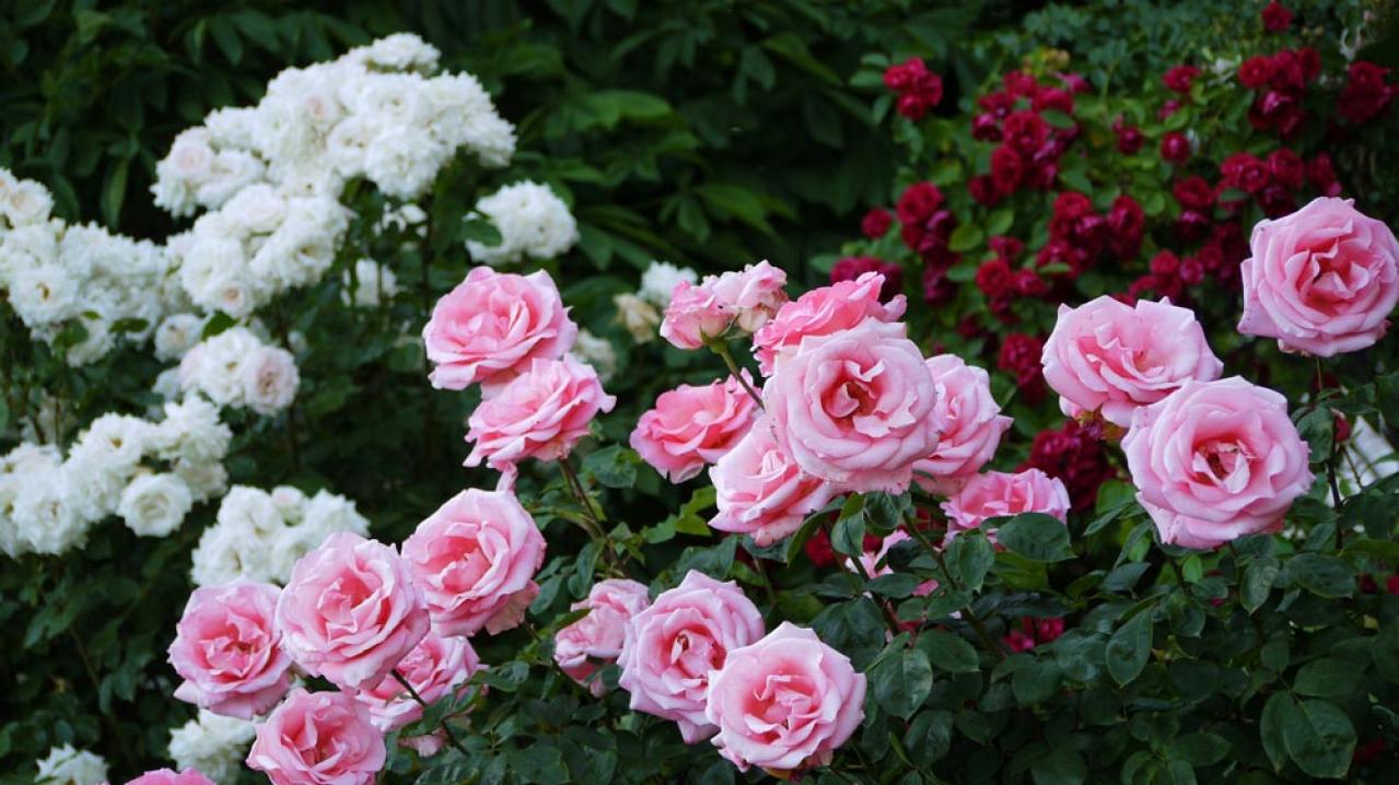 【ガーデニング】12月のバラの手入れと、“がん腫病” ―初心者のバラ育てQ＆A（画像4）