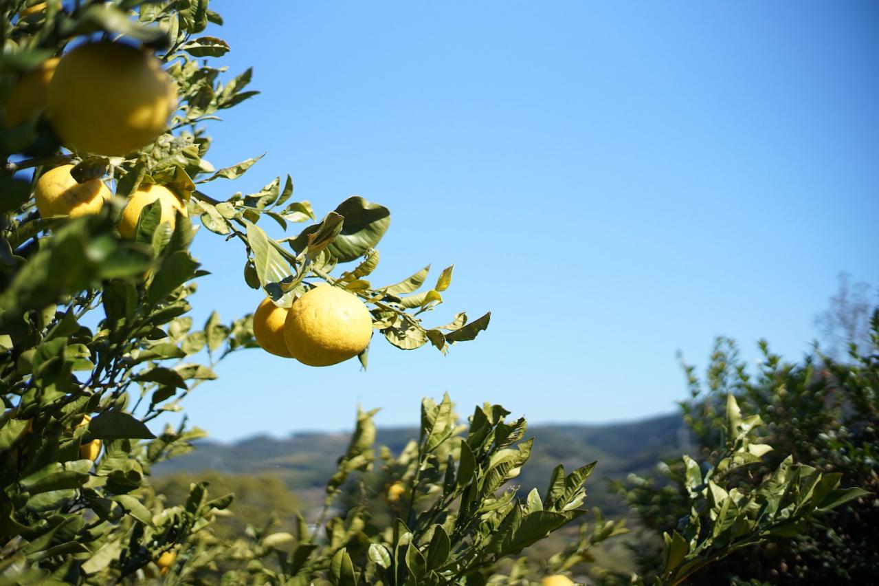 【ドモホルンリンクル】なんと21代目！ ロングセラー「クリーム20」がリニューアル。透明感のあるハリツヤ肌に（画像3）