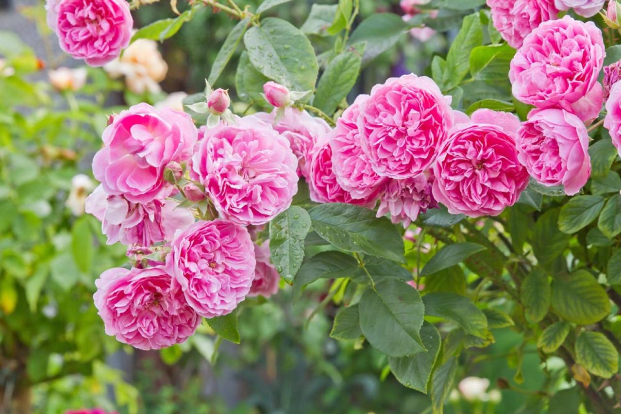 【ガーデニング】12月のバラの手入れと、“がん腫病” ―初心者のバラ育てQ＆A（画像3）