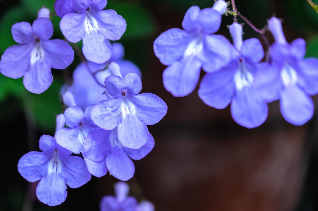 12月10日の花とは？【366日の誕生花と幸せの花言葉】